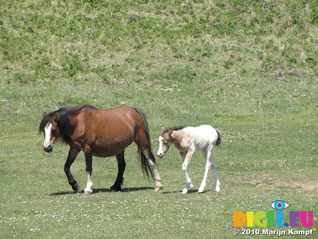 SX14241 Horse and white foal
